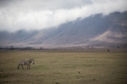 zebra, Ngorongoro Crater, Tanzania